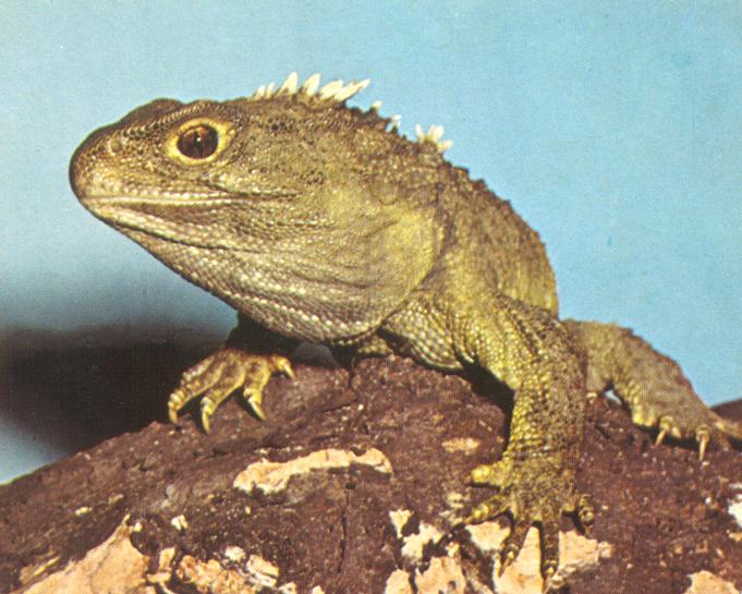 Tuatara